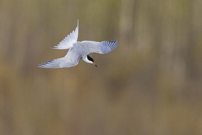 forsters tern 051522_MG_2500