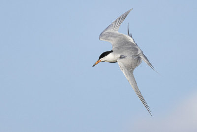 forsters tern 051522_MG_4820 