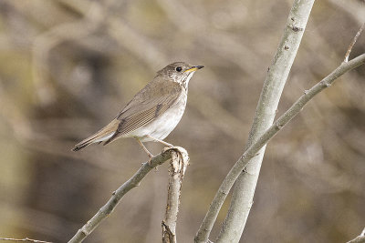 Gray-cheeked Thrushes