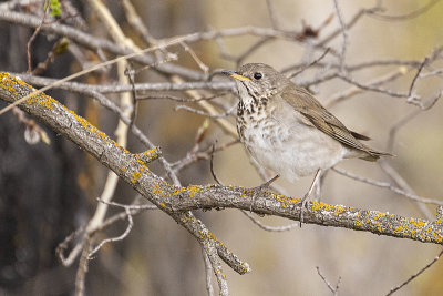 gray-cheeked thrush 052022_MG_9248 