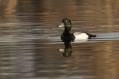 greater scaup 042322_MG_9174 
