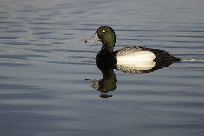 greater scaup 042322_MG_9265 