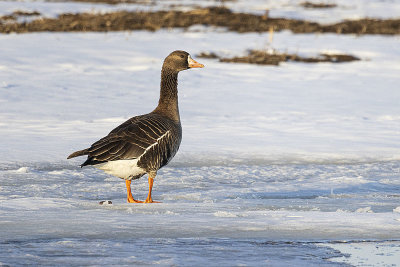 greater white-fronted goose 042022_MG_7871