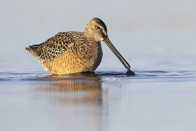 long-billed dowitcher 051522_MG_1074 