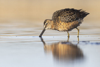 long-billed dowitcher 051522_MG_1784 