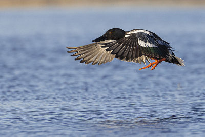 northern shoveler 051422_MG_0419 