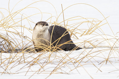 otter 021222_MG_9896 