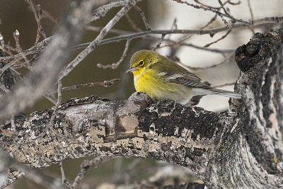 pine warbler 112021_MG_0437