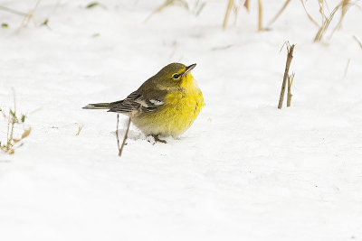 pine warbler 112021_MG_0481