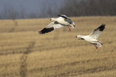 ross's goose 042322_MG_8520 