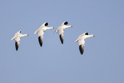 ross's goose 042322_MG_8559 