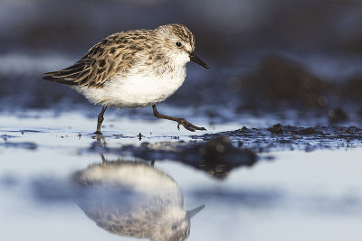 Semipalmated Sandpipers