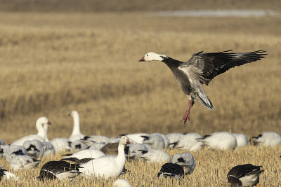 snow goose 042322_MG_8205 