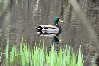 Cutler Park