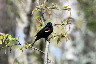 Cutler Park