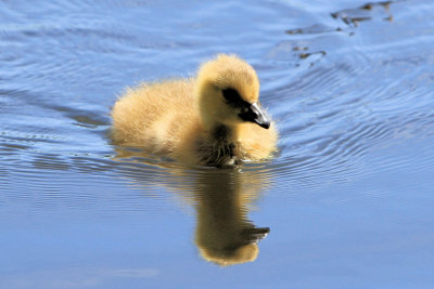  Cutler Park Only one gosling left down from four