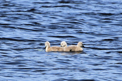  Cutler Park Day old cygnets