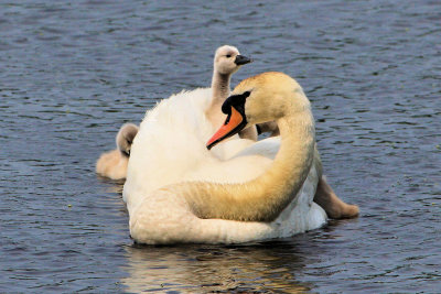 two headed swan