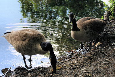 Cutler Park