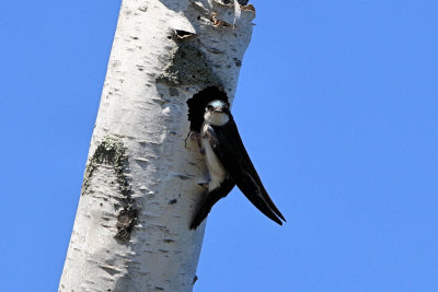 Cutler Park