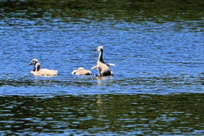 Cutler Park