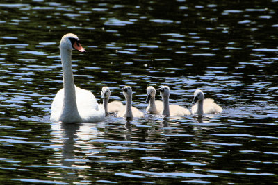 Cutler Park