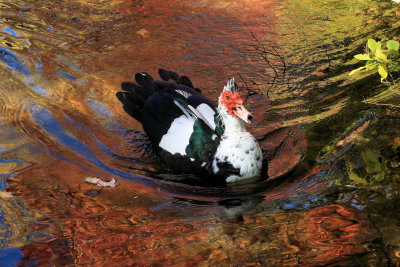 Muscovy duck