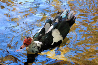 Muscovy duck