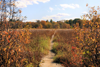 Blue Heron Trail