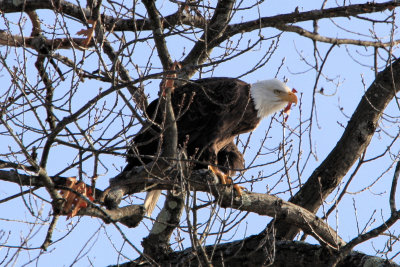 Eagle at Rosemary Lake Needham, Ma.