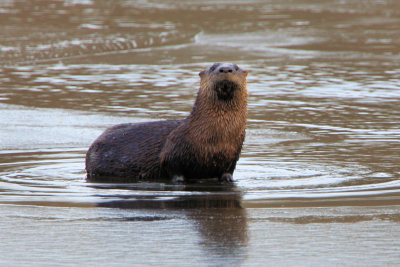 Otter at the Needham Reservior