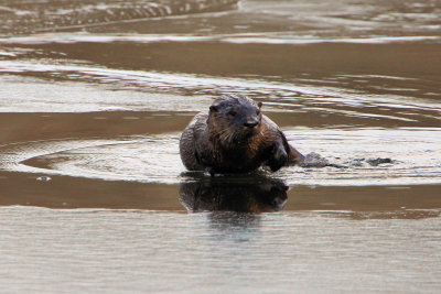 Otter at the Needham Reservior