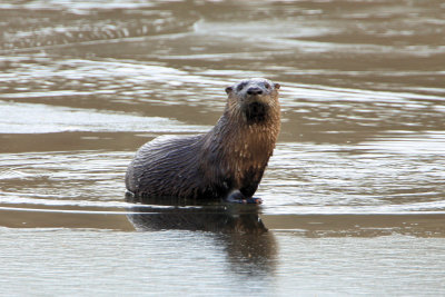 Otter at the Needham Reservior