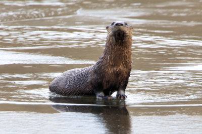 Otter at the Needham Reservior