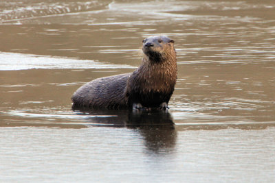 Otter at the Needham Reservior