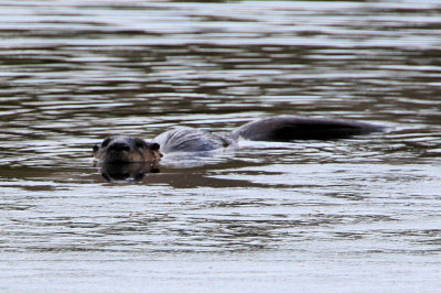 Otter at the Needham Reservior