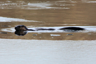 Otter at the Needham Reservior