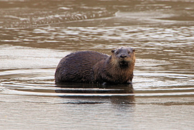 Otter at the Needham Reservior