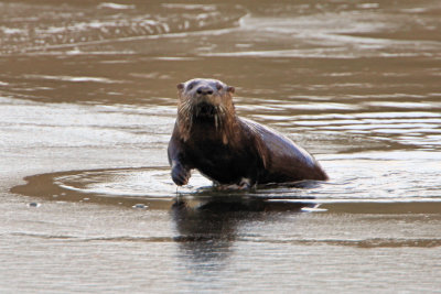 Otter at the Needham Reservior