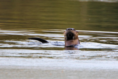 Otter at the Needham Reservior