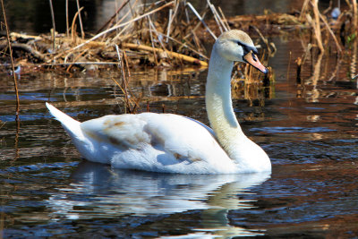 Cutler Park