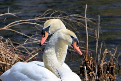 Cutler Park