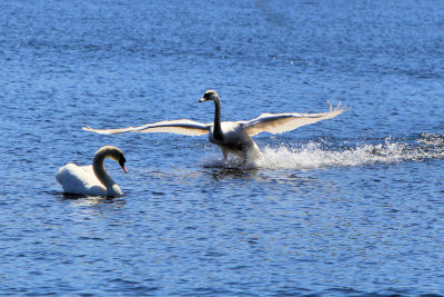 Cutler Park