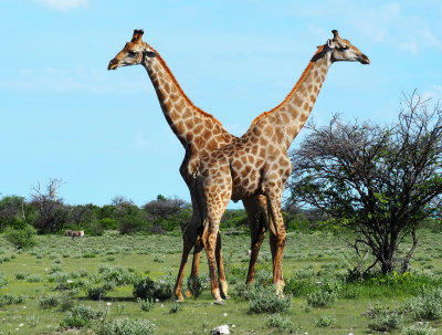 Giraffes, Etosha NP, Namibia