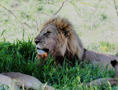 Lion, Etosha NP, Namibia