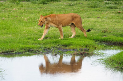 Lioness, Botswana