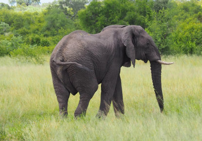 Elephant, South Africa