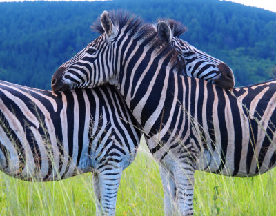 Zebra Love, Swaziland