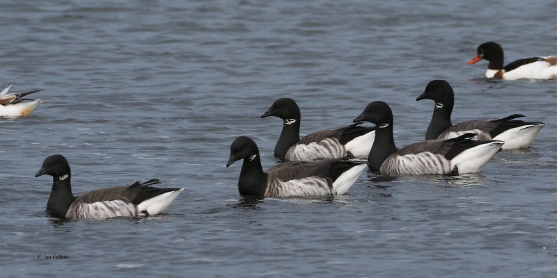 Pale-bellied Brent Geese, Maidens, Ayrshire