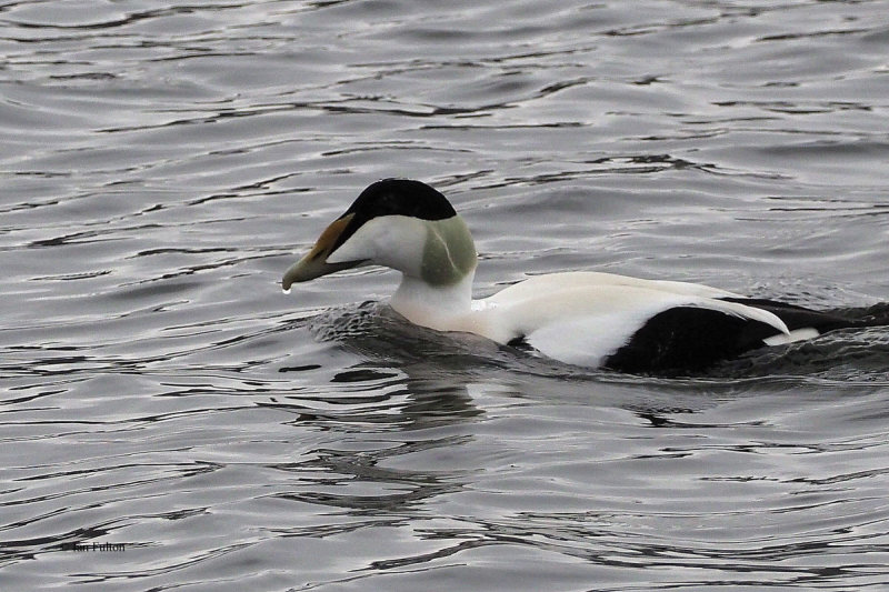 Common Eider, Cardwell Bay-Gourock, Clyde